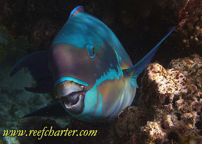 The Parrot Fish – Species of the Reef – New Horizon Sail & Dive